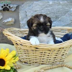 Callie, Shih Tzu Puppy